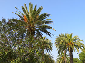 And of course the ubiquitous palm trees 