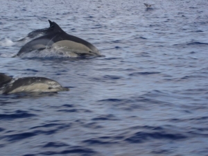 Dolphins