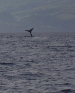  in their natural environment