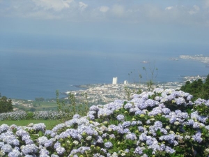 Hedges of Hydrangeas