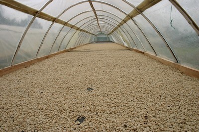 Coffee beans get dried 