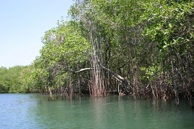 In the Ciénaga la Caimanera (Crocodile 
